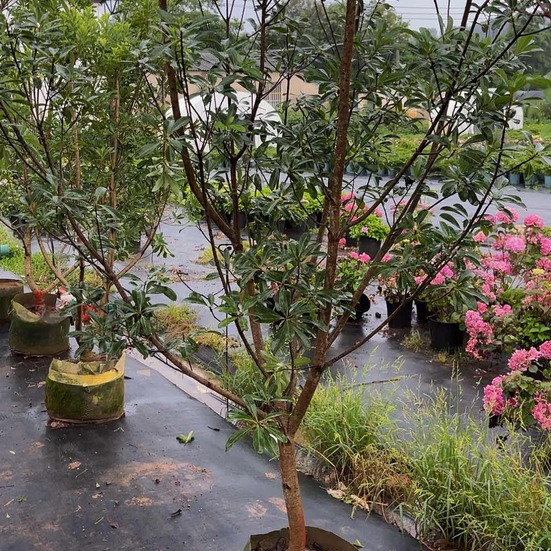 杨梅树杨梅树杨梅树