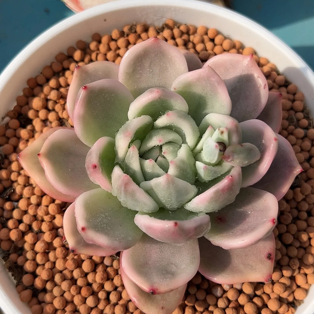 香槟锦，多肉植物