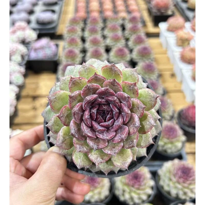 10#玄钻青春版多肉植物 前男友精品多肉 SM824