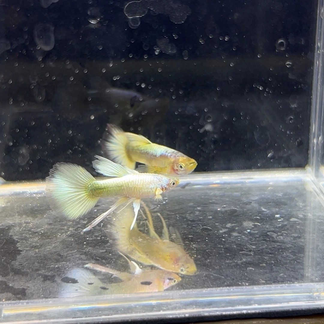 孔雀鱼黄金大c一对
