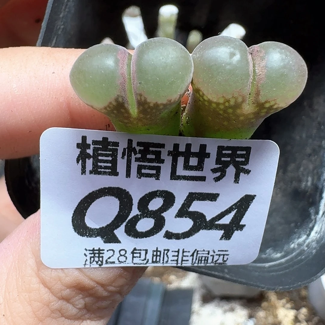 多肉植物的润泽jkk
