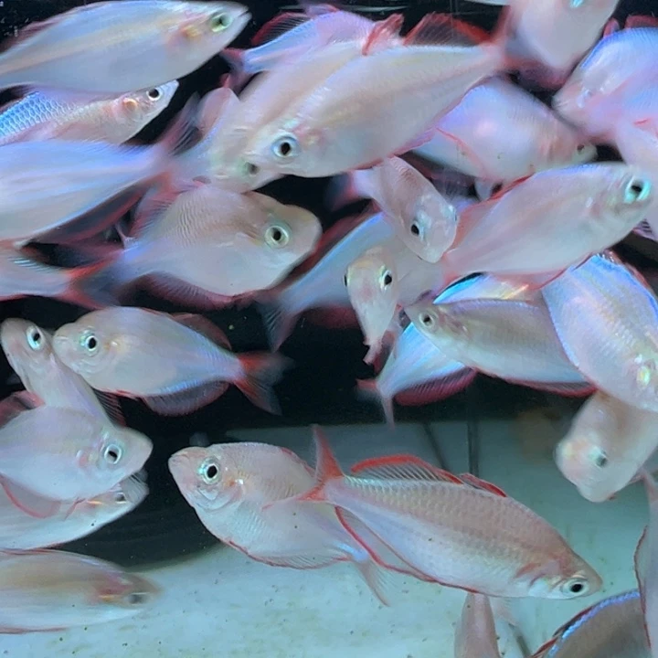 短鲷鱼电光美人5条