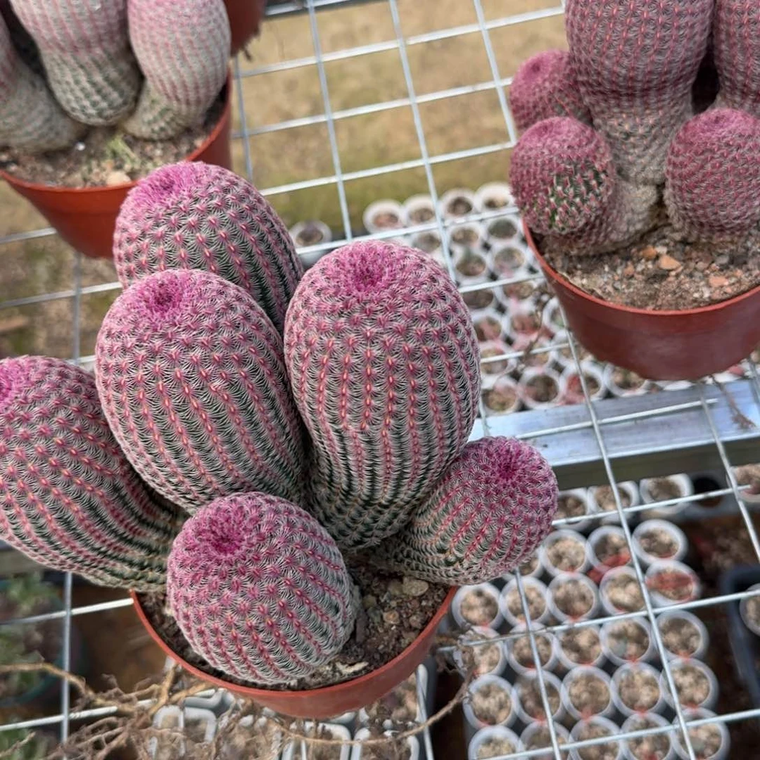 *****可口可乐了可口可乐了