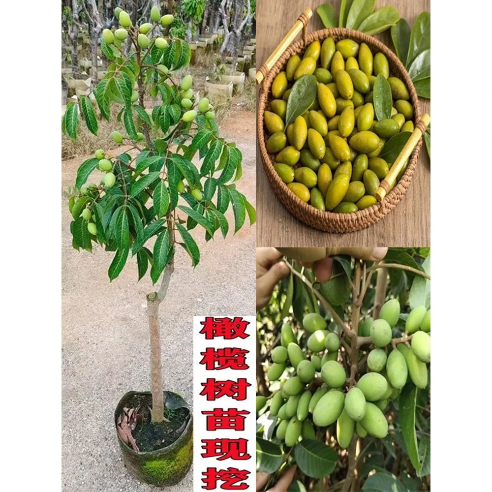 广西正宗嫁接甘甜脆皮青橄榄果树苗黑橄榄苗太平洋橄榄苗盆栽地栽