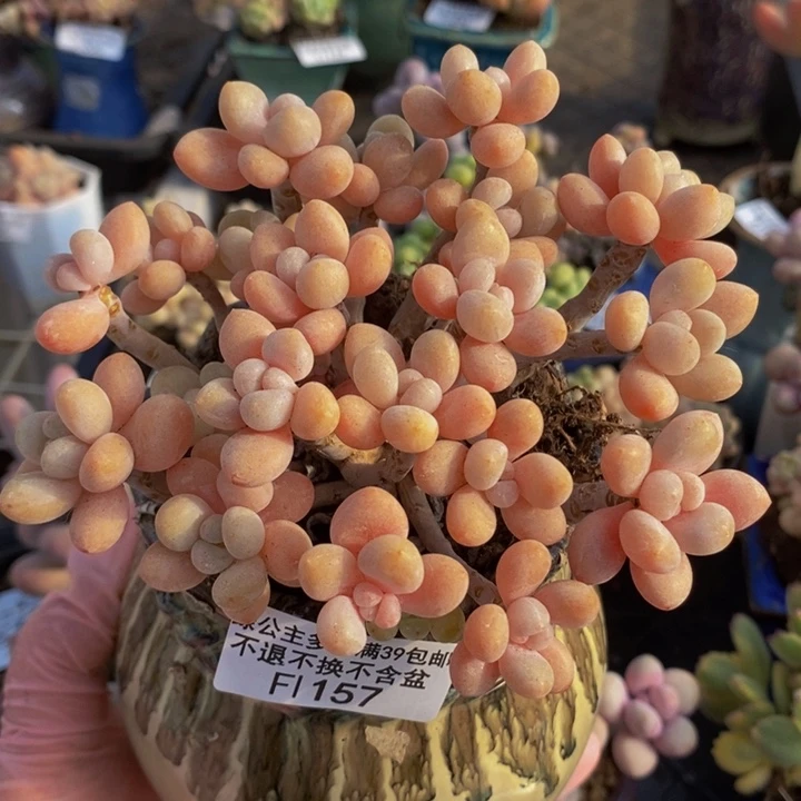 鱼子酱老桩有掉叶10cm157多肉植物