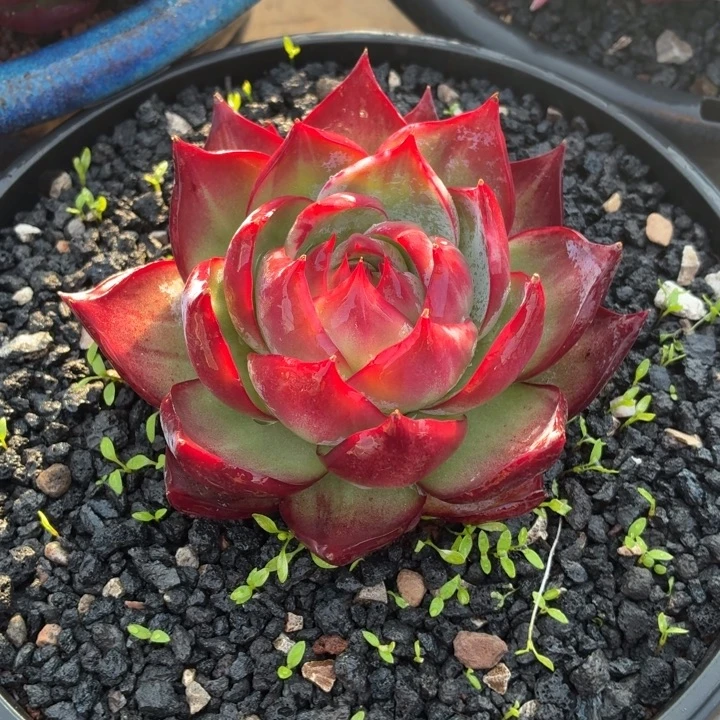 开播福利惊鸿仙子