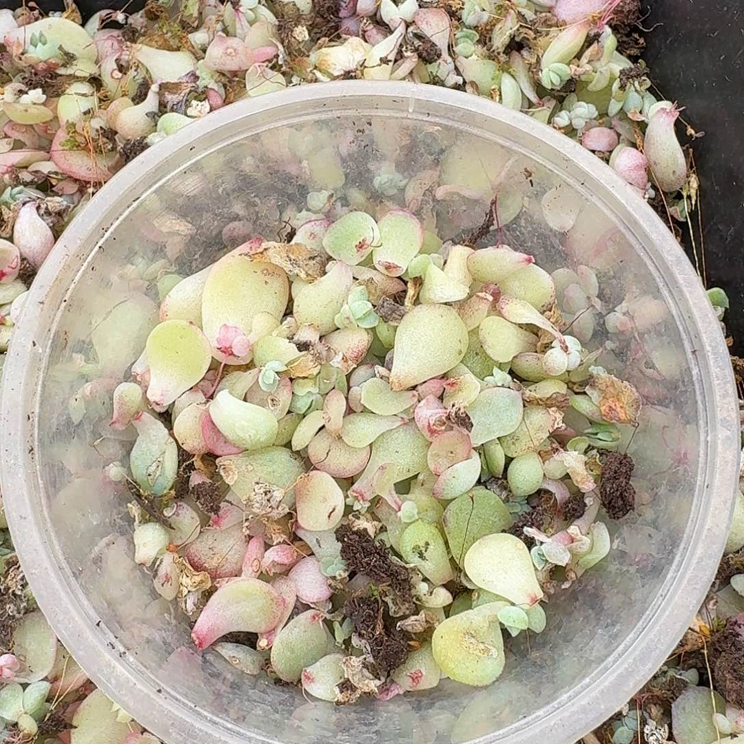 珍妮叶片保底50量拍11-18