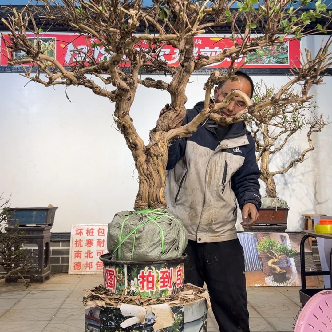 无花朵金银花588888