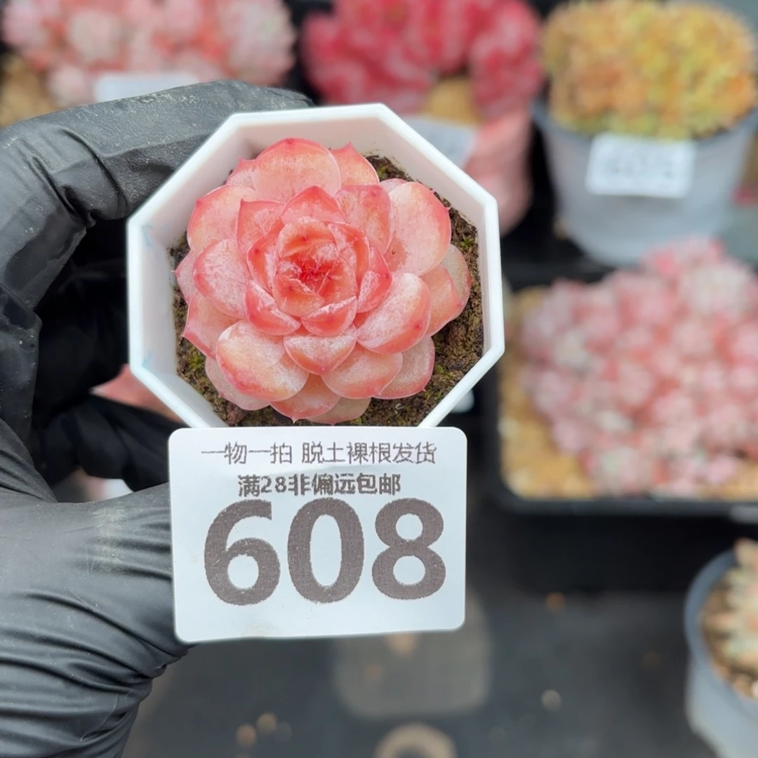 紫霜单头无盆土发货