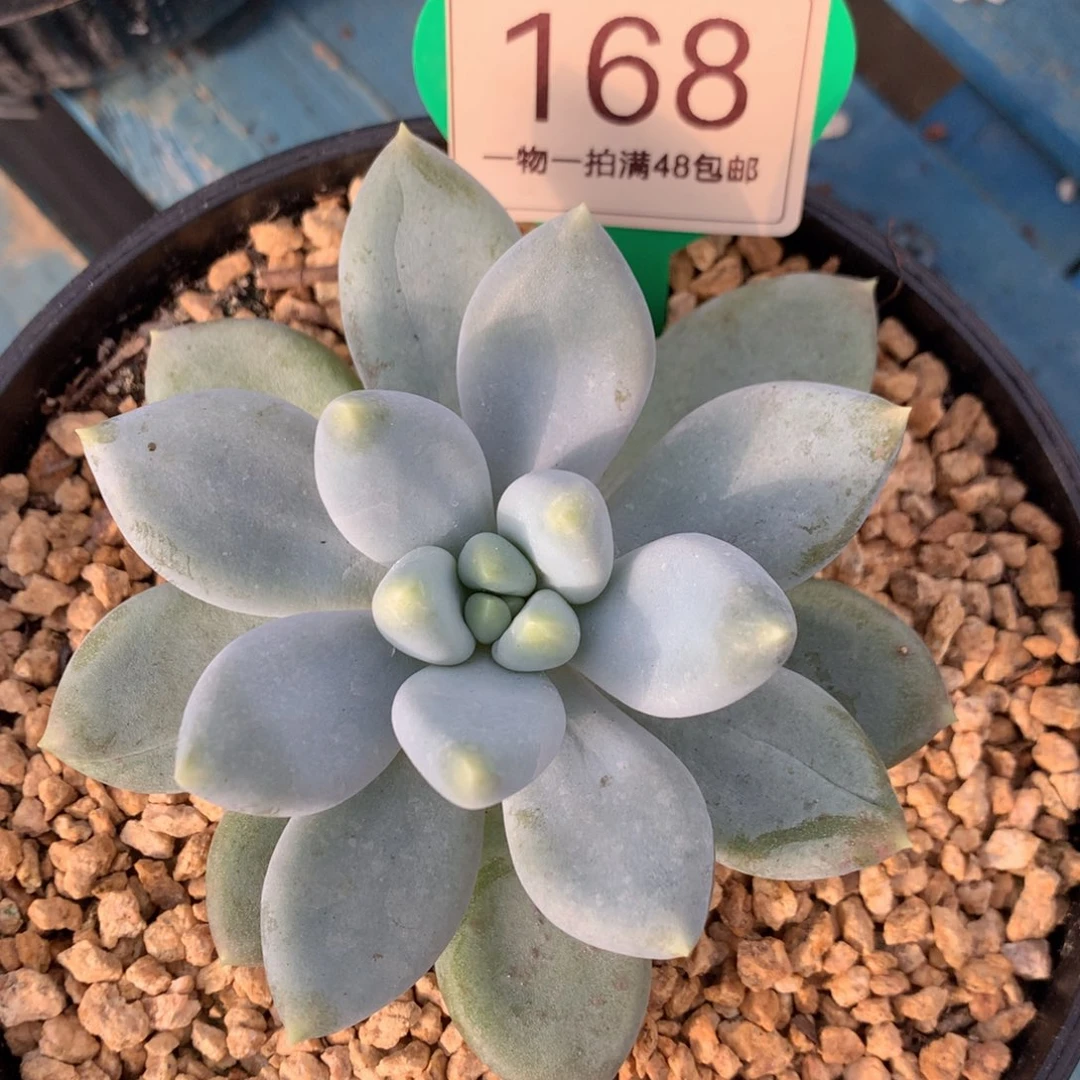 黄体哥特萝莉单头168