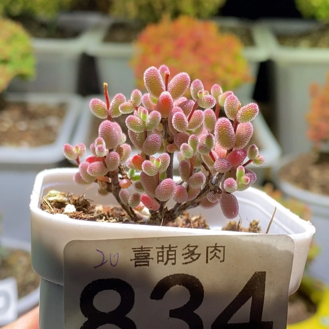 至****你实生糖球枝干番杏834