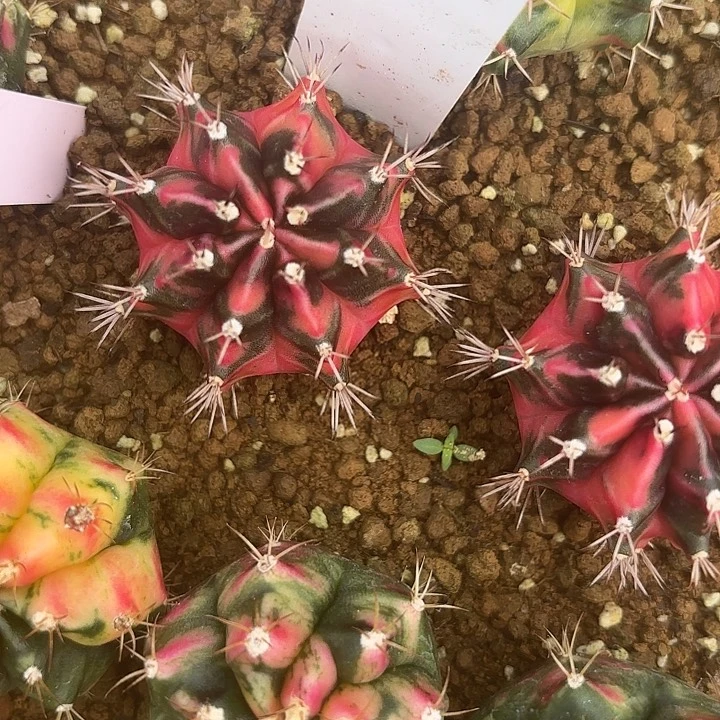 119-0530泰国发货d r