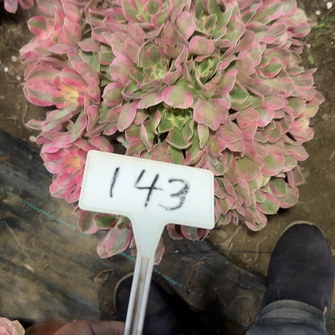 多肉植物粉女巫法师143