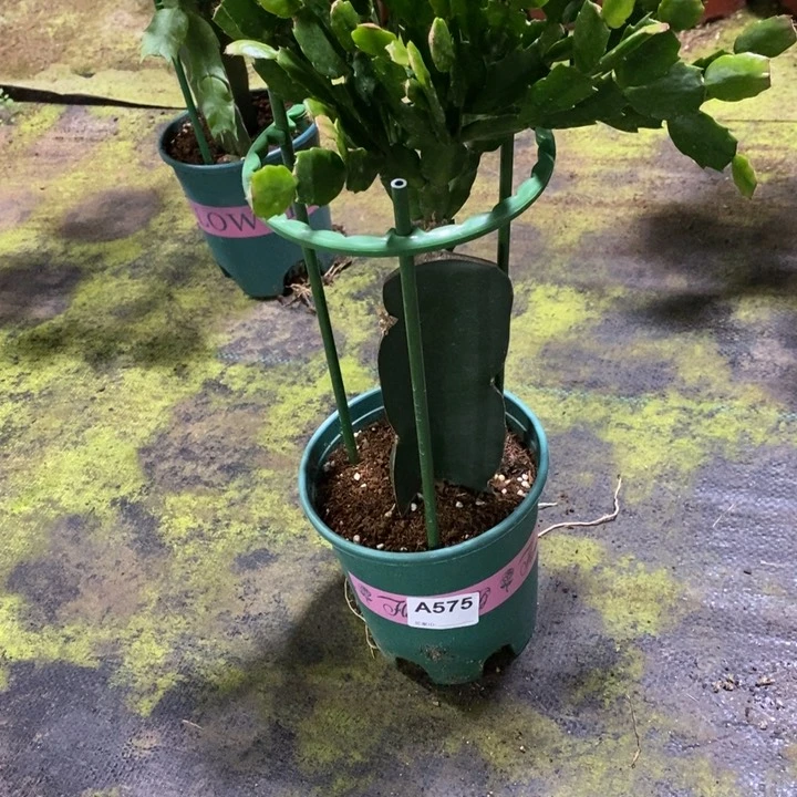 当前无花栽培后可以开花鑫*贤575嫁接红桑巴