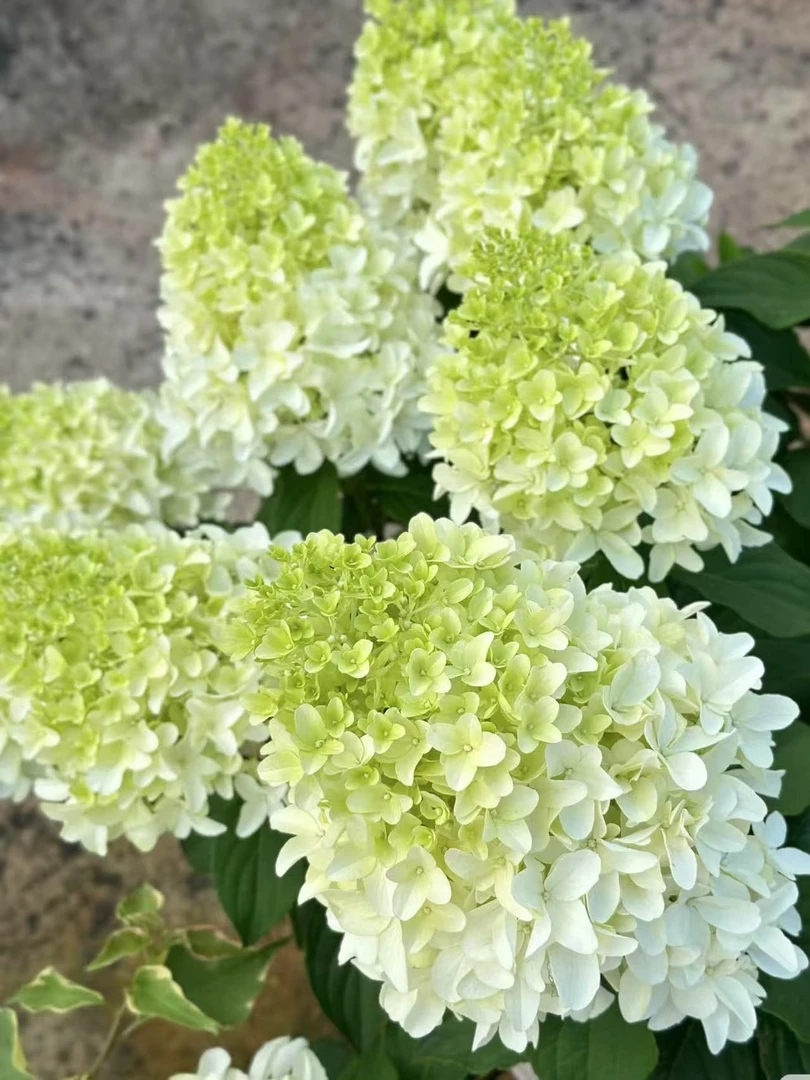 直立圆锥绣花冠小杯苗，拍一发二绣球花杜鹃紫阳花