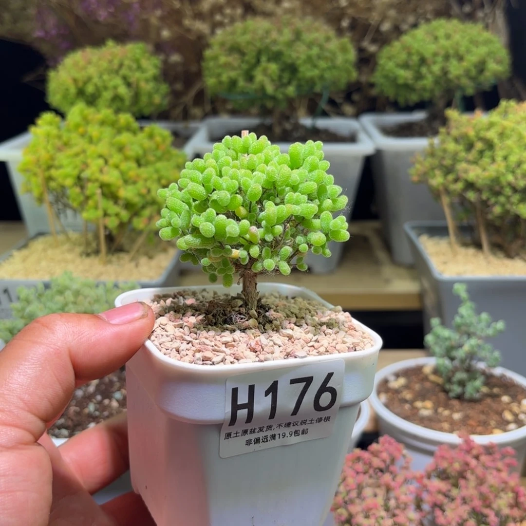 枝干番杏金桔糖球H176