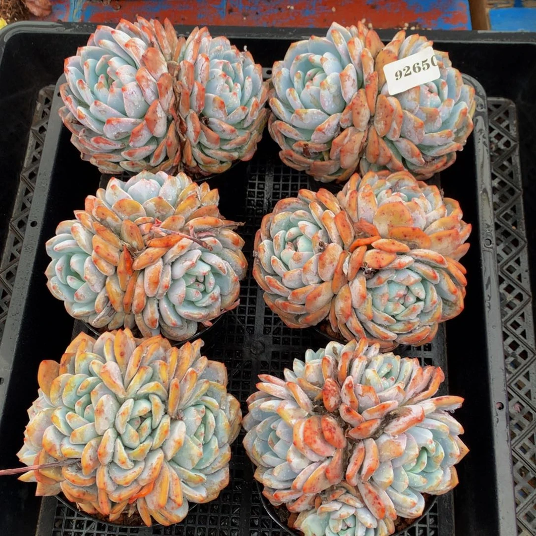 92650六个嗯嗯嗯嗯嗯嗯嗯