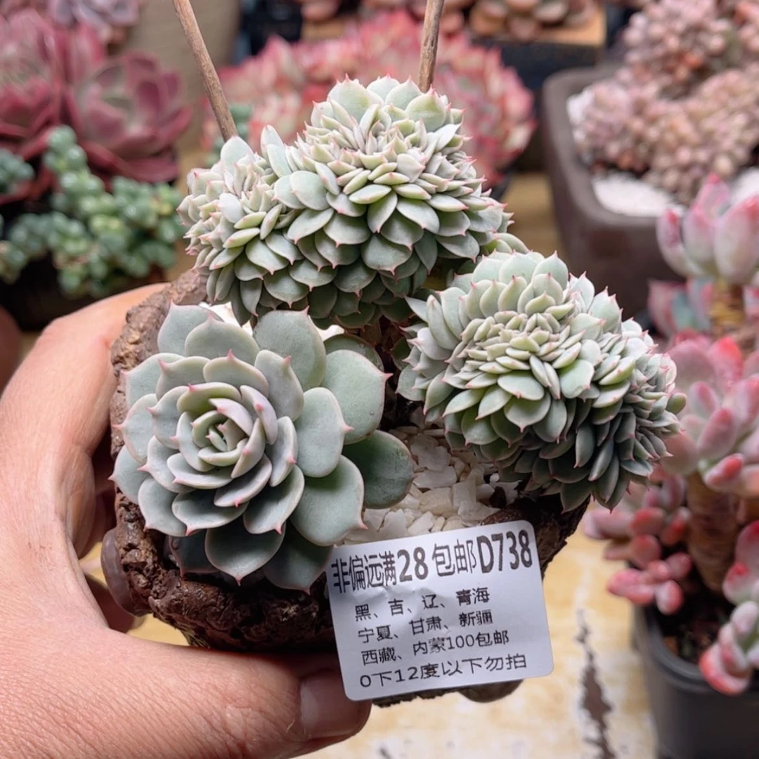 【闪购商品】宇*738蓝巴黎缀