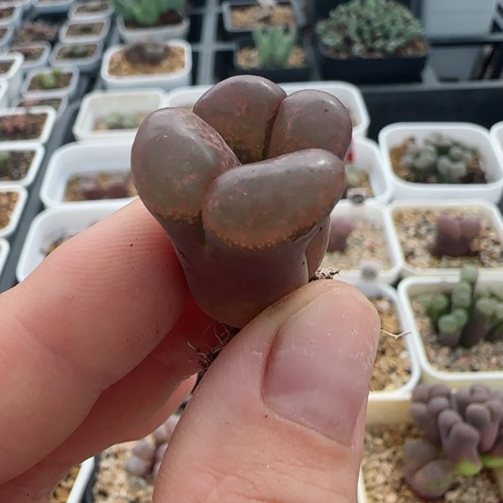 多肉植物母本风铃24号