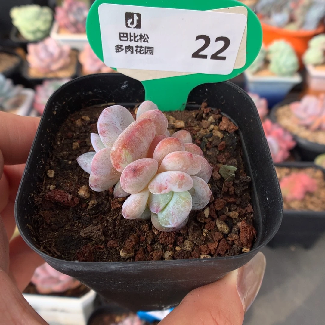 22双头星影石化多肉植物