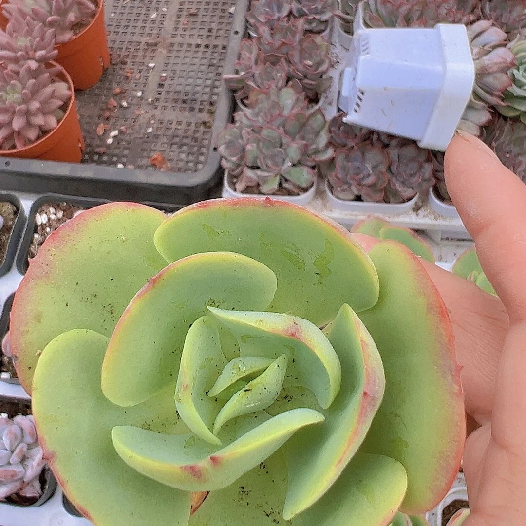 碧桃19包邮多肉植物