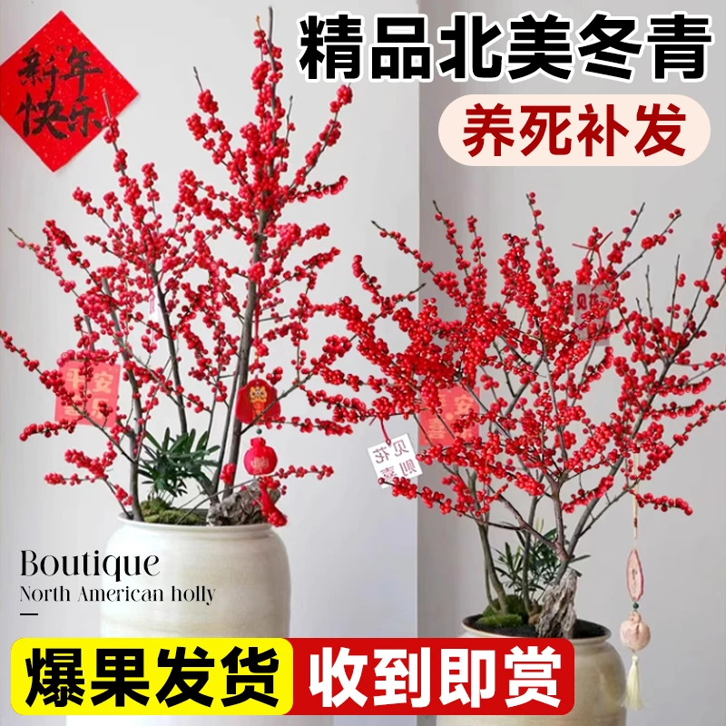 北美冬青盆栽树苗公树雄株带红果老桩盆景室内客厅耐寒花卉绿植物