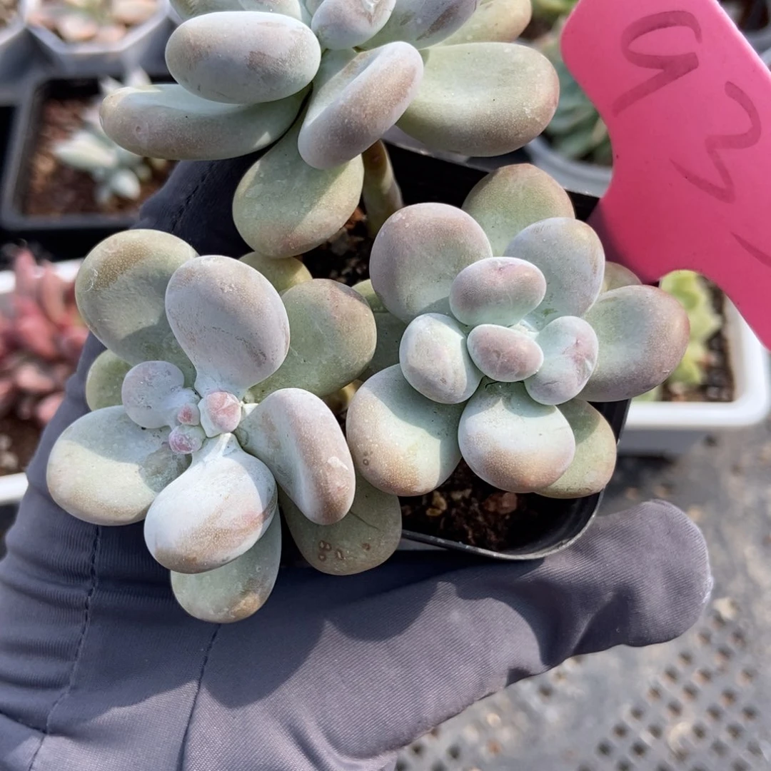 933橙雪球多肉植物