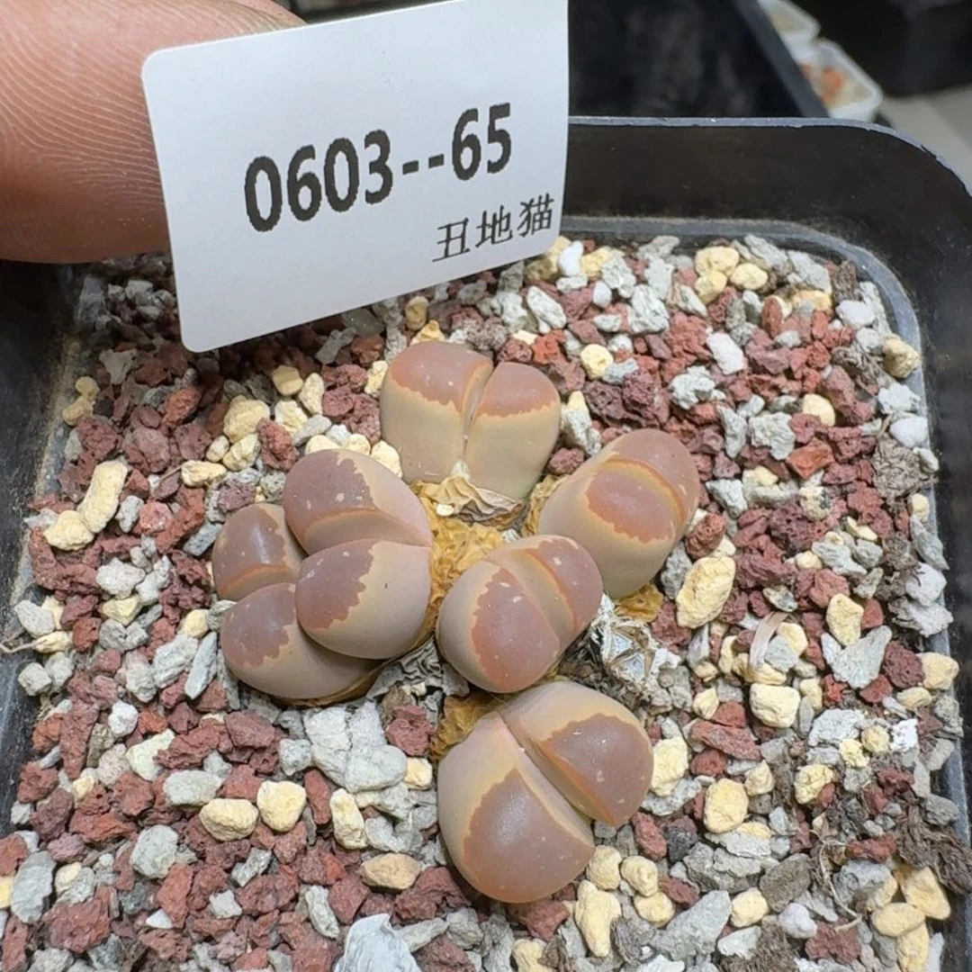 玻*鱼0603-065生石花