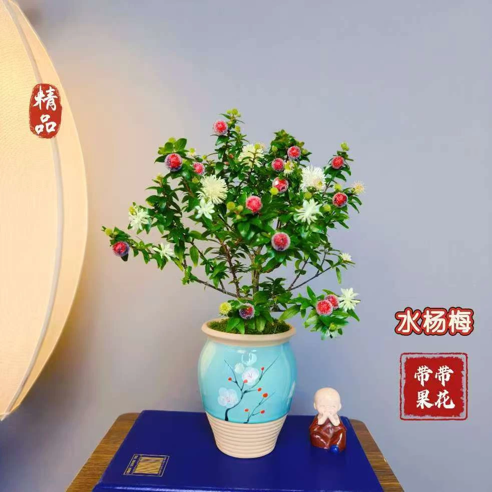 精品水杨梅【带花带果】梅花陶瓷盆室内高端精品花卉绿植好养易活