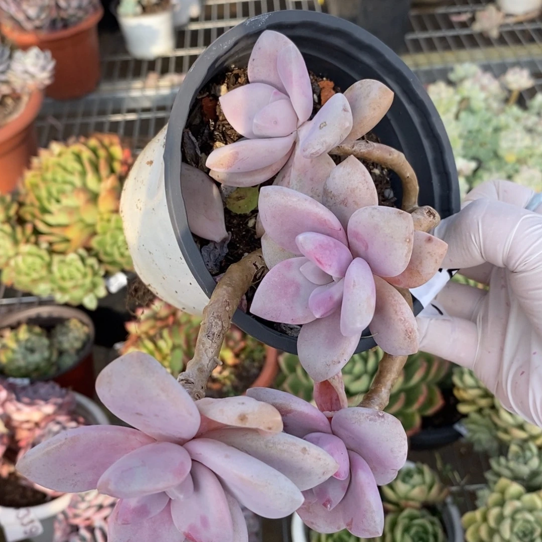 475桃霜老桩一物一拍