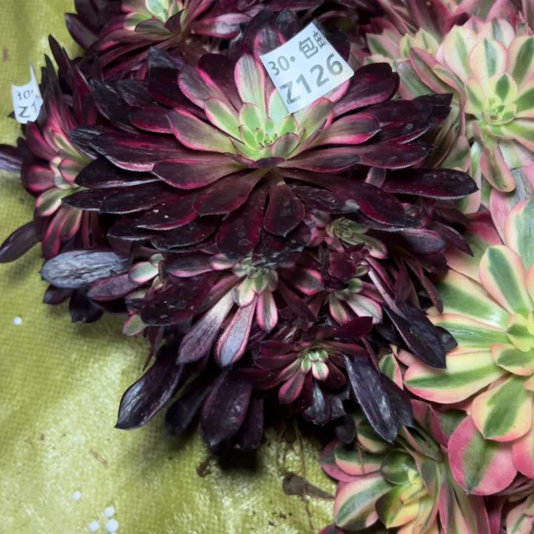 量拍黑铜白一颗多肉法师