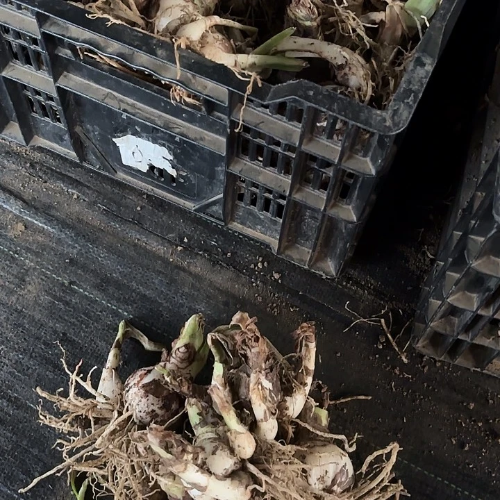 杂交五颗开花不售后已选