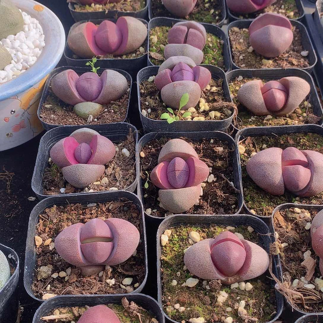 紫元宝23578999900000