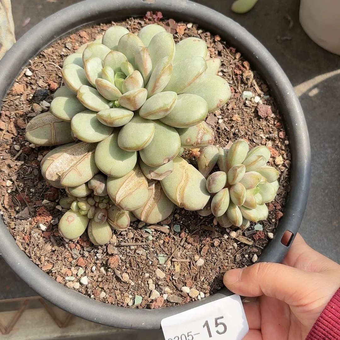 同温层多肉葡萄15