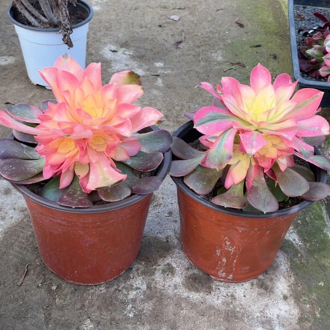 多肉植物香妃2颗815