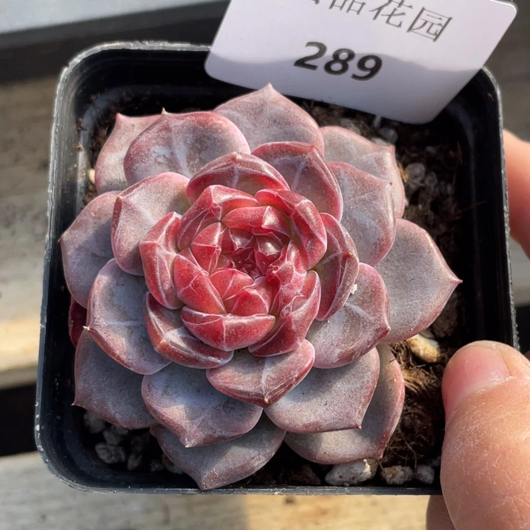 289号糖心冰心珍妮 蜜蜡