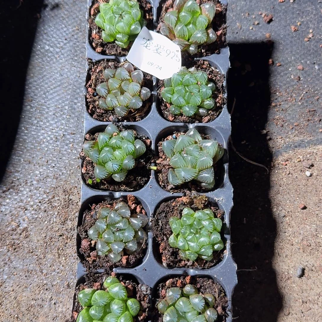 直播福利一物一拍925