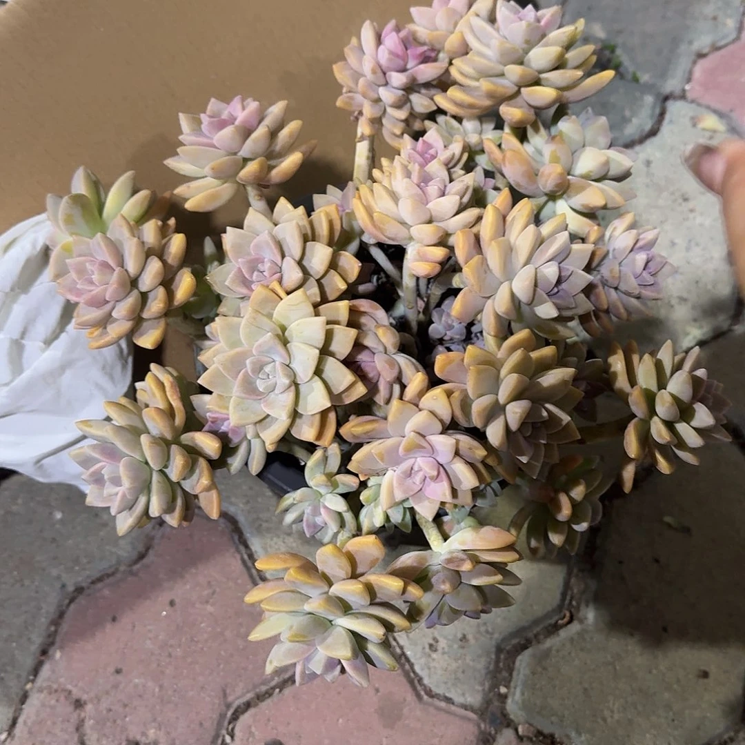 大号淡雪多肉植物精品