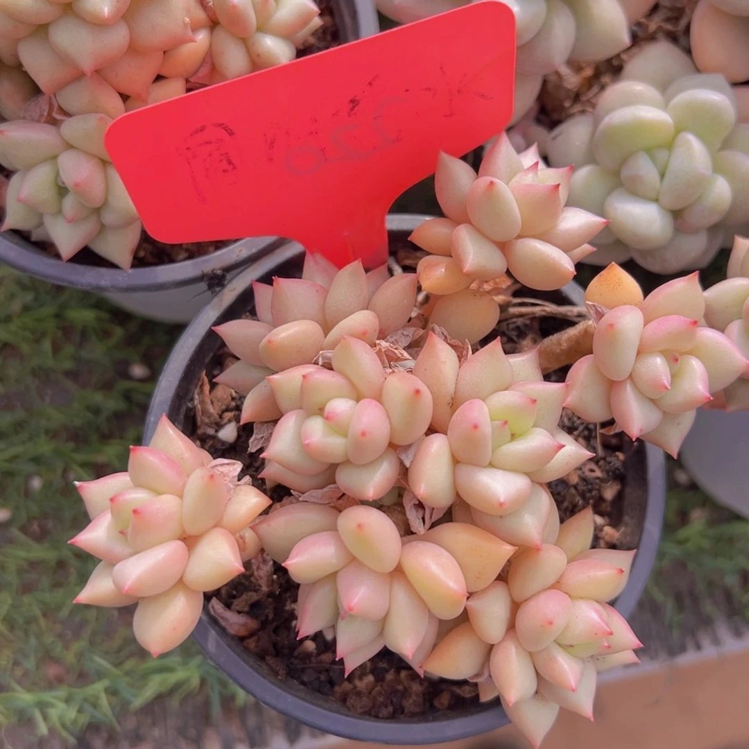 香玉的故事是一个人的