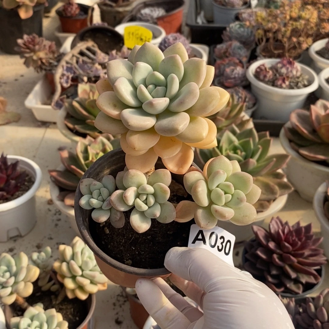 030泡泡糖一物一拍