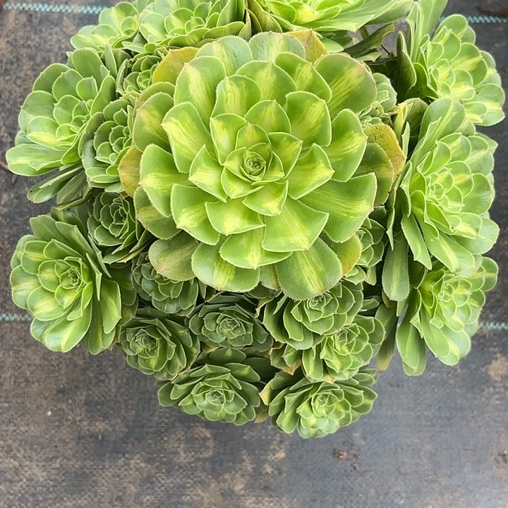 多肉植物翡翠琉璃锦……