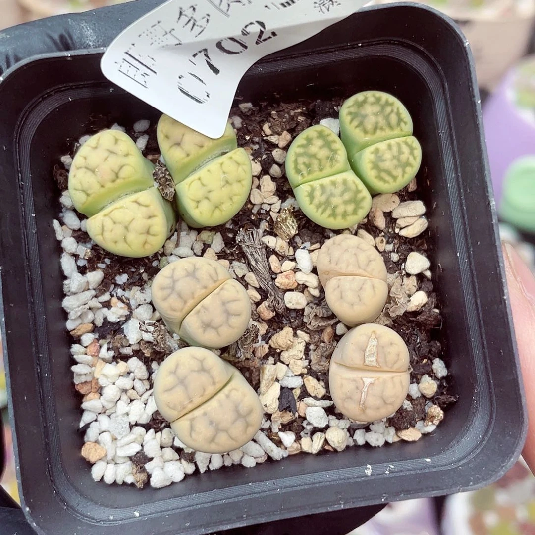 生石花18包邮0702-310