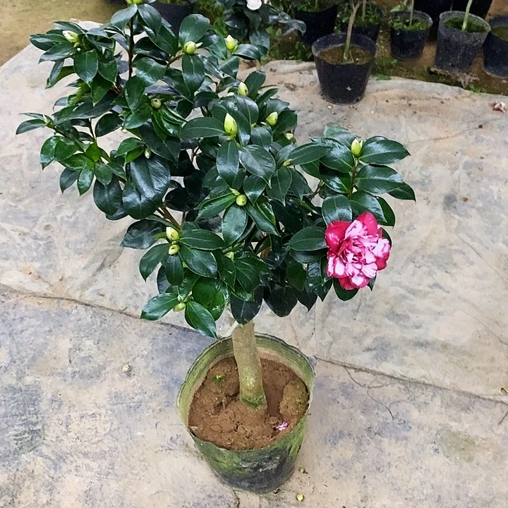 宝盒。 85高。 2刀。