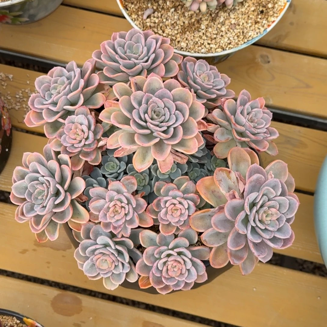 美尻多肉植物链接