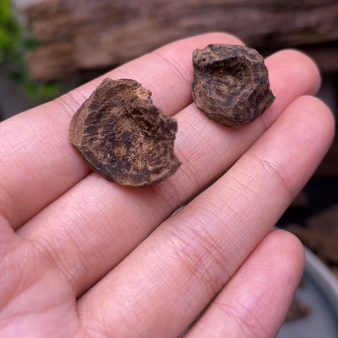 1.1克海南尖峰黑油老野料