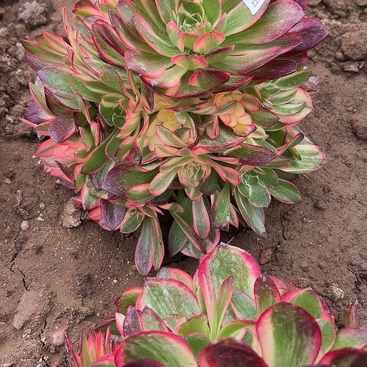3.11-69黑膜锦多肉植物4