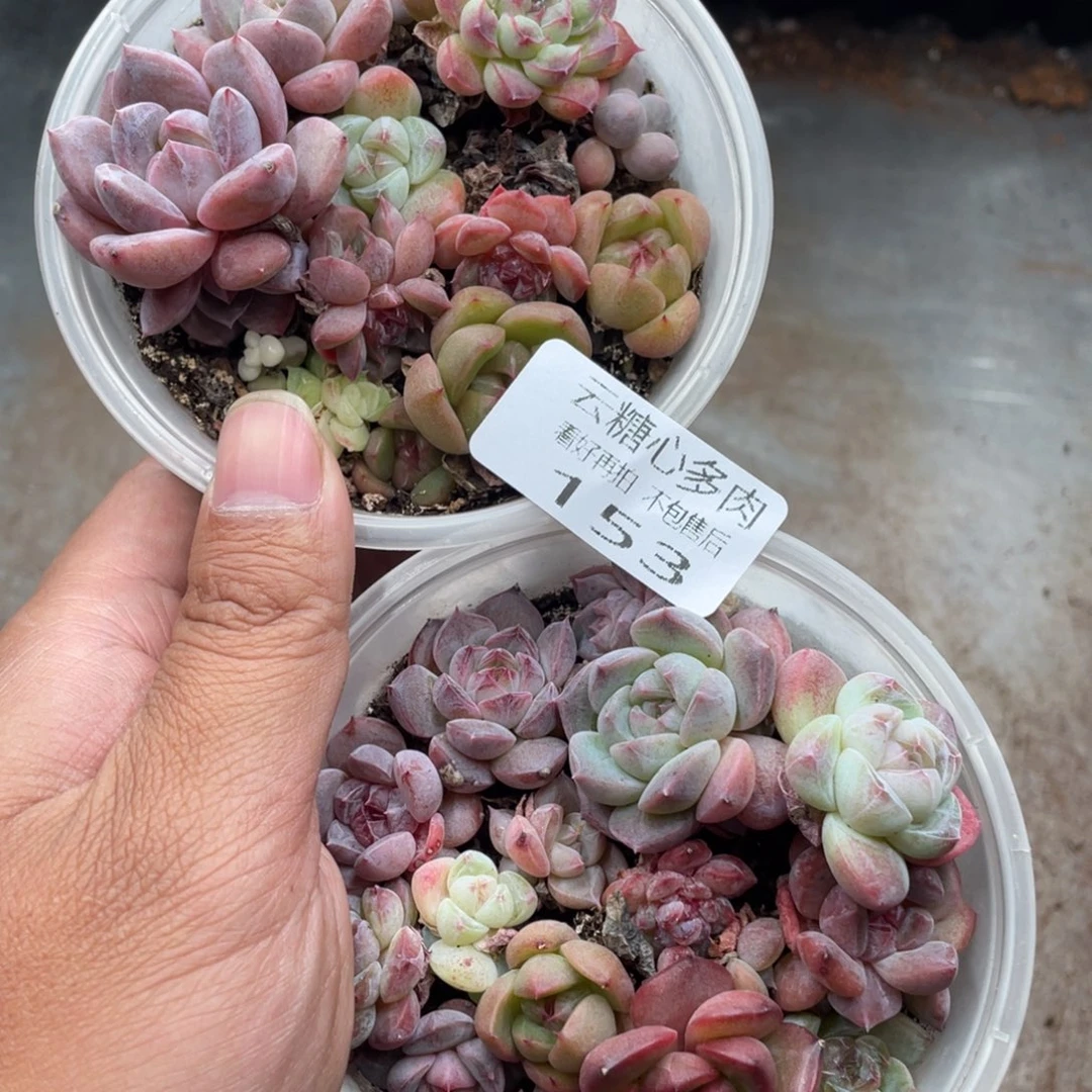 云糖心多肉植物153