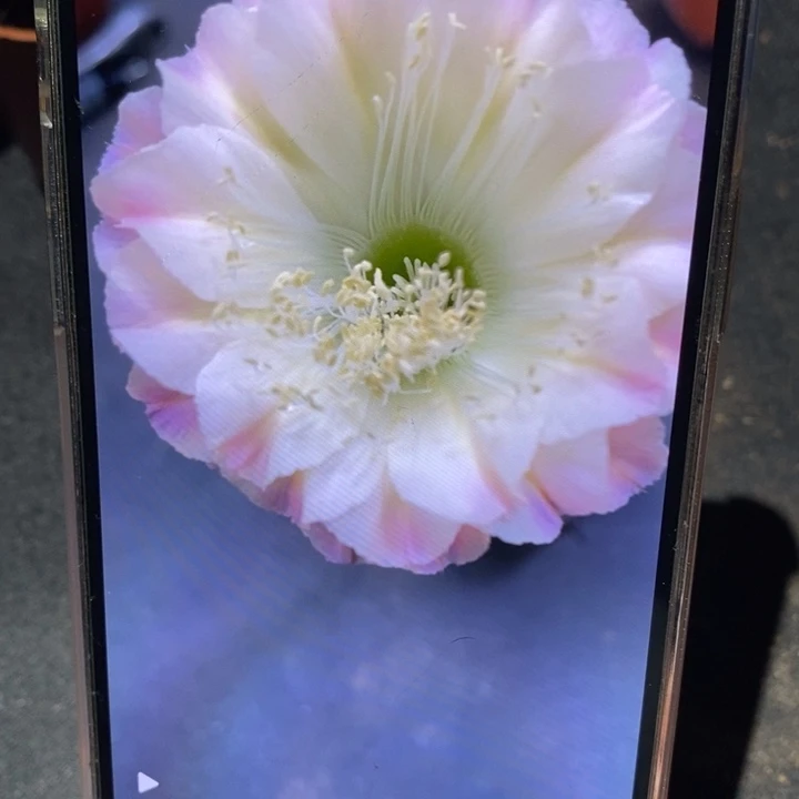 香香106号带根5公分左右