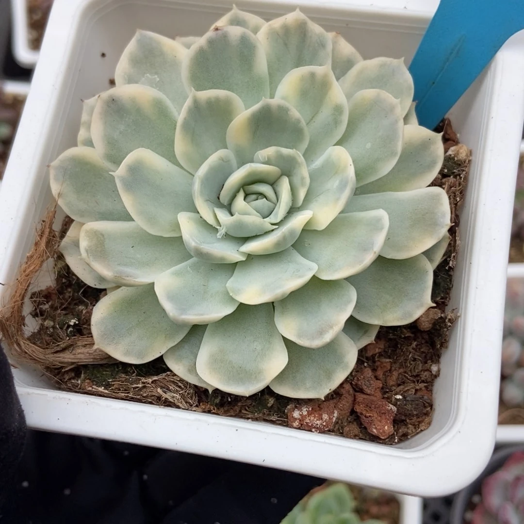 19雪球锦多肉植物保护