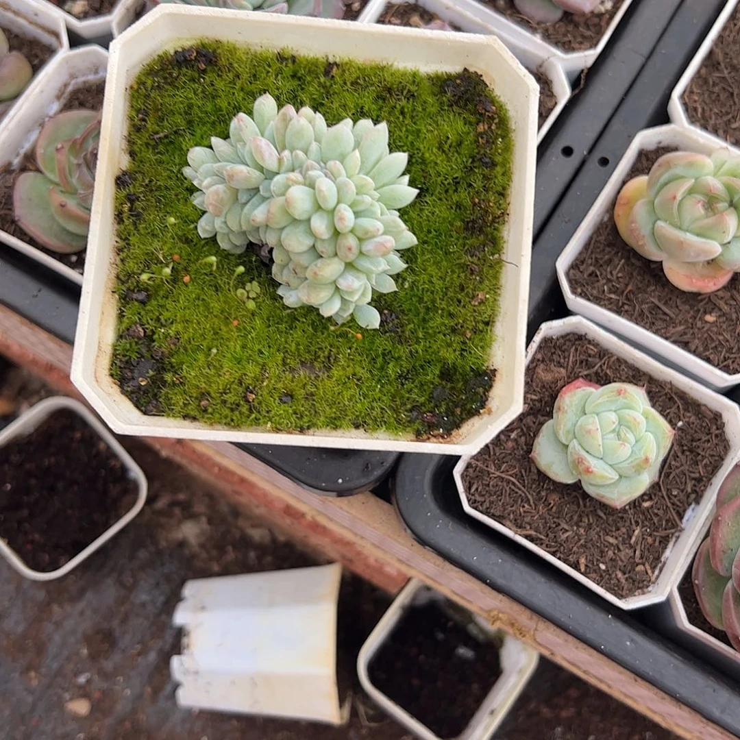 梦露缀、  12.8包邮